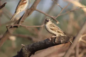 Close-up of a house sparrow on a branch, surrounded by blurred bokeh in natural sunlight. jigsaw puzzle