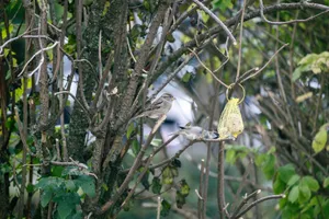 Two sparrows perched on branches feeding in a garden. Kapfenberg, Austria jigsaw puzzle