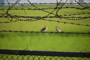 Two sparrows perched on a barbed wire fence against a blurred green field background. jigsaw puzzle