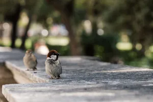 Close-up of two house sparrows on a stone wall in a serene park setting. jigsaw puzzle