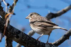 A sparrow perched on a tree branch against a clear blue sky, capturing the essence of nature. jigsaw puzzle