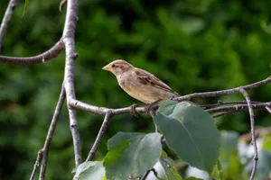 Close-up of a house sparrow on a branch in a lush green garden. jigsaw puzzle