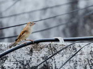 Close-up of a sparrow perched on a wire against a weathered wall. jigsaw puzzle