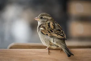 A close-up view of a House Sparrow perched outdoors, showcasing its feathers and beak. jigsaw puzzle