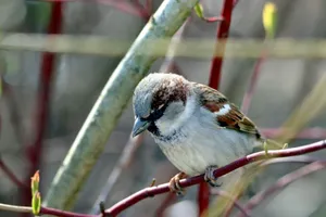 Close-up of a sparrow perched on a branch with a natural outdoor background. jigsaw puzzle