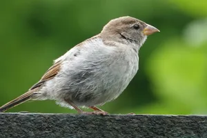 A detailed view of a House Sparrow perched on a ledge against a green blurred background. jigsaw puzzle