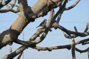 A lone sparrow sitting on a leafless tree branch against a clear blue sky. jigsaw puzzle