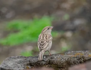 A house sparrow perched on a stone wall against a blurred natural background. jigsaw puzzle