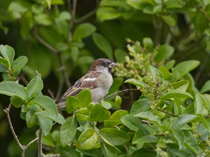 A sparrow perched among vibrant green leaves, captured up close. jigsaw puzzle