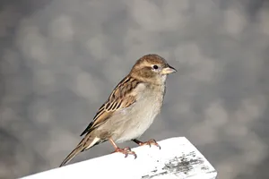 Detailed close-up of a sparrow perched on a railing in natural light. Perfect for wildlife and nature themes. jigsaw puzzle