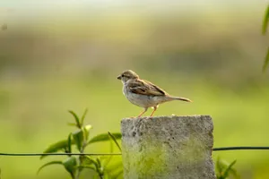 A sparrow rests on a fence post with lush greenery in the background. jigsaw puzzle