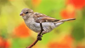 Close-up of a sparrow perched on a twig, vibrant blurred background adds charm. jigsaw puzzle