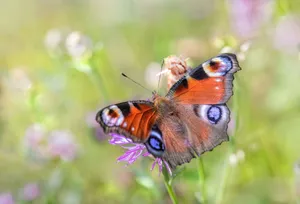 Close-up of a colorful peacock butterfly perched on a flower in a natural setting. jigsaw puzzle