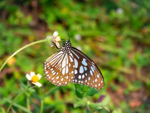 Beautiful butterfly resting on a flower in a lush green garden, showcasing intricate wing patterns. jigsaw puzzle