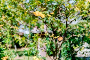 A butterfly gracefully lands on yellow flowers in a sunlit garden. jigsaw puzzle