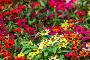 A vibrant butterfly perched on colorful flowers in a Taipei garden, showcasing nature's beauty. jigsaw puzzle