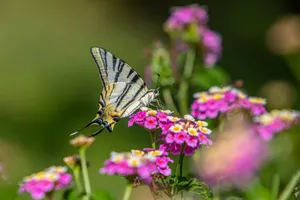 A macro shot of a Scarce Swallowtail butterfly on colorful summer flowers. jigsaw puzzle