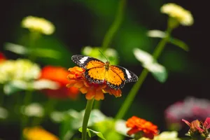 A striking orange butterfly perched on a vivid flower in a sunny garden scene. jigsaw puzzle