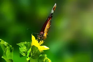 A close-up of a colorful butterfly perched on a bright yellow flower in a lush garden. jigsaw puzzle