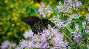 A black swallowtail butterfly rests on vibrant purple wild bergamot flowers in a sunny garden. jigsaw puzzle