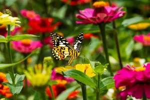 Beautiful butterfly perched on colorful zinnia flowers in a lush garden, West Java, Indonesia jigsaw puzzle