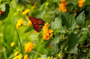 A colorful butterfly perched on bright yellow flowers amidst lush green leaves, captured outdoors. jigsaw puzzle