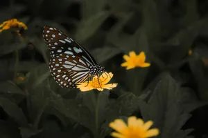 Detailed close-up of a butterfly resting on a vibrant yellow flower in natural surroundings. jigsaw puzzle