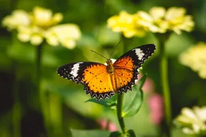 An orange butterfly gracefully perches on vibrant yellow flowers, showcasing nature's beauty in Ho Chi Minh. jigsaw puzzle