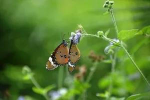 Two vibrant butterflies rest on a flower, set against a lush green background, embodying the beauty of nature. jigsaw puzzle