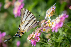 A close-up of a scarce swallowtail butterfly on colorful flowers, showcasing nature's beauty. jigsaw puzzle