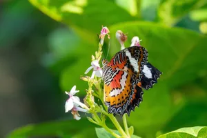 Close-up of a colorful butterfly perched on delicate flowers with lush greenery background. jigsaw puzzle