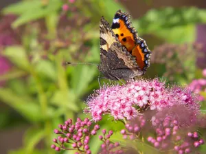 A vibrant small tortoiseshell butterfly resting on a pink flower outdoors, showcasing intricate wing patterns. jigsaw puzzle