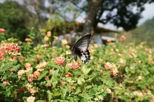 Elegant swallowtail butterfly perched on vibrant lantana flowers in a sunny Taiwanese garden. jigsaw puzzle