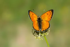 Close-up of an orange butterfly on a wildflower with a soft green background. jigsaw puzzle