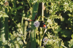A vibrant peacock butterfly perches on a flower amidst lush greenery. jigsaw puzzle