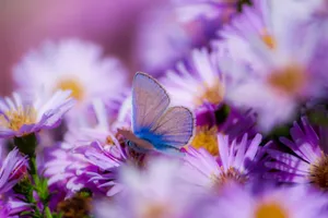 Vibrant blue butterfly resting on a bed of purple flowers, captured in macro photography. jigsaw puzzle