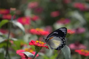 A striking butterfly rests on a vivid red flower in the lush gardens of Lembang, Indonesia. jigsaw puzzle