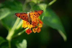 Close-up of an orange butterfly resting on vibrant yellow and orange flowers in a lush garden. jigsaw puzzle
