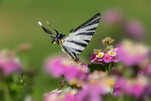 Close-up of a scarce swallowtail butterfly perched on colorful flowers in a natural setting. jigsaw puzzle