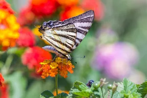 Close-up of a scarce swallowtail butterfly delicately perched on a vivid flower. jigsaw puzzle