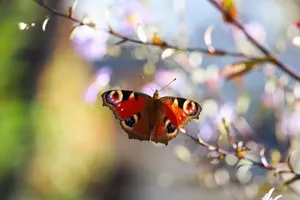 A stunning peacock butterfly perched on a colorful blooming branch in daylight, showcasing details of nature. jigsaw puzzle