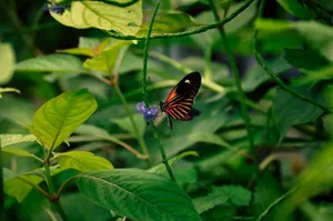 Close-up of a beautiful butterfly resting on lush green leaves in Normandie's natural garden. jigsaw puzzle