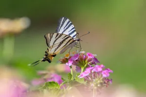 A macro shot of a Scarce Swallowtail butterfly perched on vibrant pink flowers. jigsaw puzzle