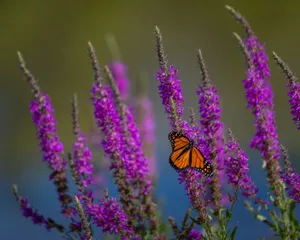 A Monarch butterfly rests on striking purple wildflowers in a natural meadow setting. jigsaw puzzle
