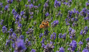 Close-up of a painted lady butterfly on fragrant lavender flowers, showcasing nature's vibrant colors. jigsaw puzzle