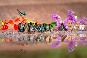 Group of butterflies on colorful flowers near a reflective water puddle. jigsaw puzzle