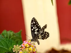 Close-up of a butterfly feeding on vibrant Lantana flowers, showcasing nature's beauty. jigsaw puzzle
