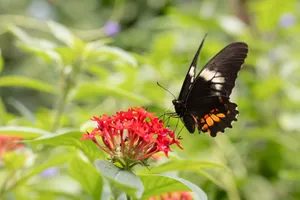 A black butterfly gracefully perched on vibrant red flowers in a lush green garden. jigsaw puzzle