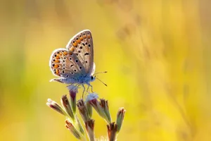 A vibrant blue butterfly perched on wildflowers against a warm, blurred background. jigsaw puzzle