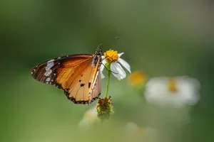Close-up of a Plain Tiger butterfly (Danaus chrysippus) perched on a flower outdoors. jigsaw puzzle
